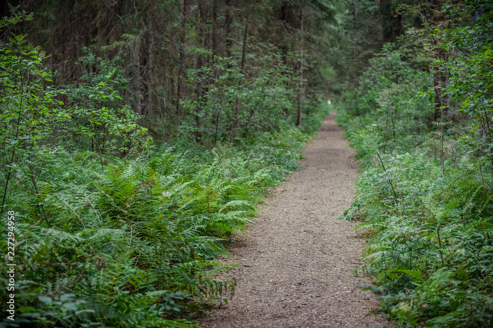 Hiking trail through forest in summer. Hupassaare study trail. Landscape. Soomaa National Park. Estonia. Baltic. Soft focus. Hiking trail through forest in summer. Hupassaare study trail. Landscape. Soomaa National Park. Estonia. Baltic. Soft focus.