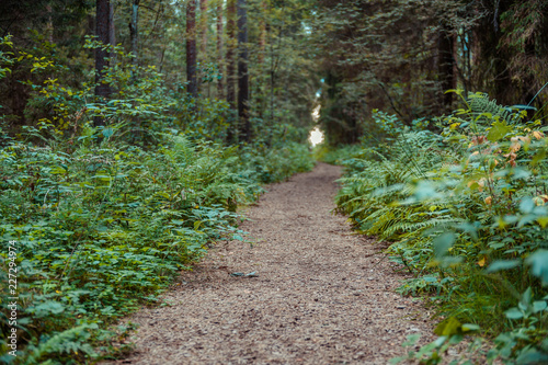 Hiking trail through forest in summer. Hupassaare study trail. Landscape. Soomaa National Park. Estonia. Baltic. Soft focus. photo