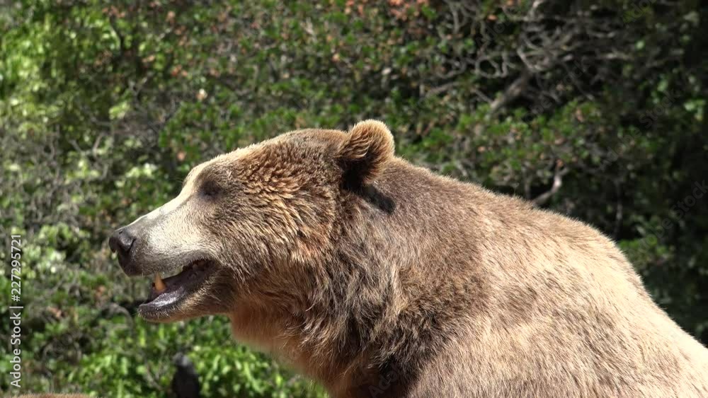 Wild brown bears Wild brown bears
