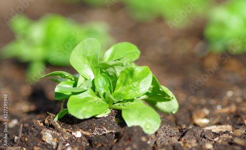 Feldsalat Close-up im Beet photo
