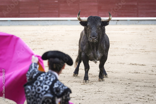 Bullfighter and bull in the ring