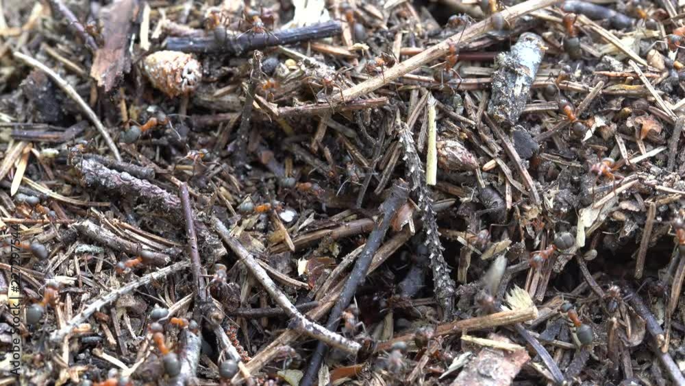 Big anthill in the woods. Big anthill with colony of ants in summer forest. Ants on the ant hill in the woods closeup, macro Big anthill in the woods. Big anthill with colony of ants in summer forest. Ants on the ant hill in the woods closeup, macro