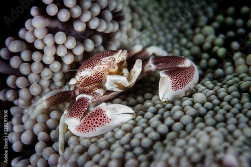 Porcelain Anemone Crab Among Anemone Tentacles