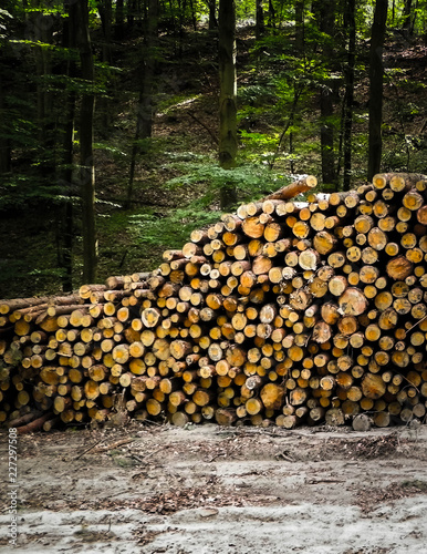 Pile of wood beam.