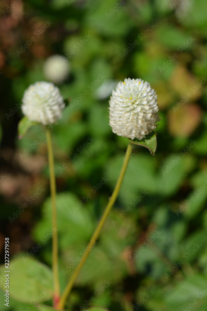 White globe amaranth White globe amaranth