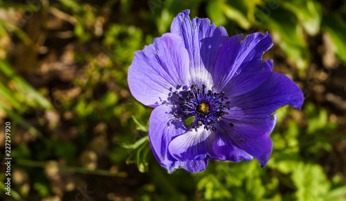 Macro anemone