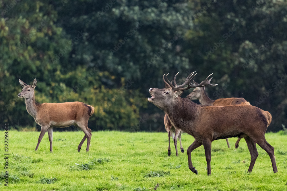 Roaring red stag deer