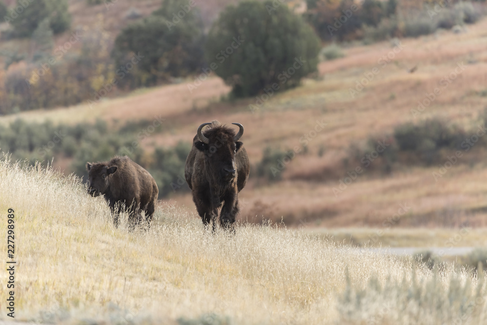 Bison at Theodore Roosevelt National Park in North Dakota, USA