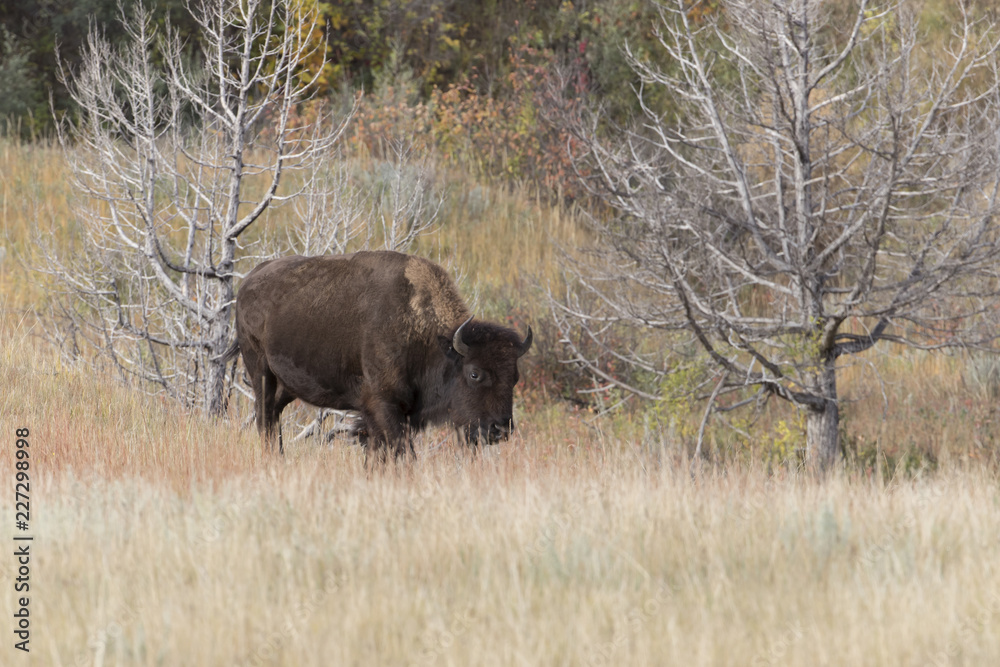 Bison at Theodore Roosevelt National Park in North Dakota, USA Bison at Theodore Roosevelt National Park in North Dakota, USA