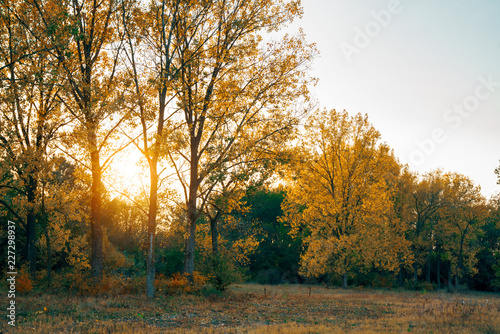 Yellow woods in autumn forest