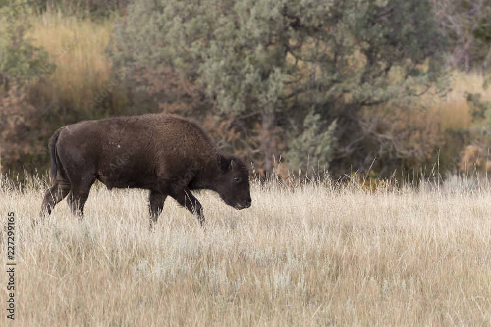 Bison at Theodore Roosevelt National Park in North Dakota, USA Bison at Theodore Roosevelt National Park in North Dakota, USA