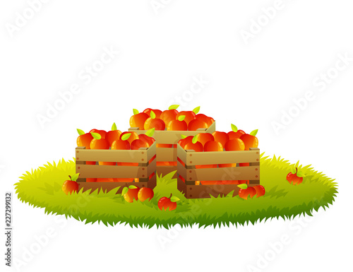 Wooden crate full of red and yellow apples on grass. Isolated on white background. Vector illustration.