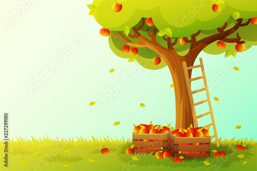 Apple tree harvest in orchard. Wooden ladder and crate full of red apples. Autumn season. Vector illustration
