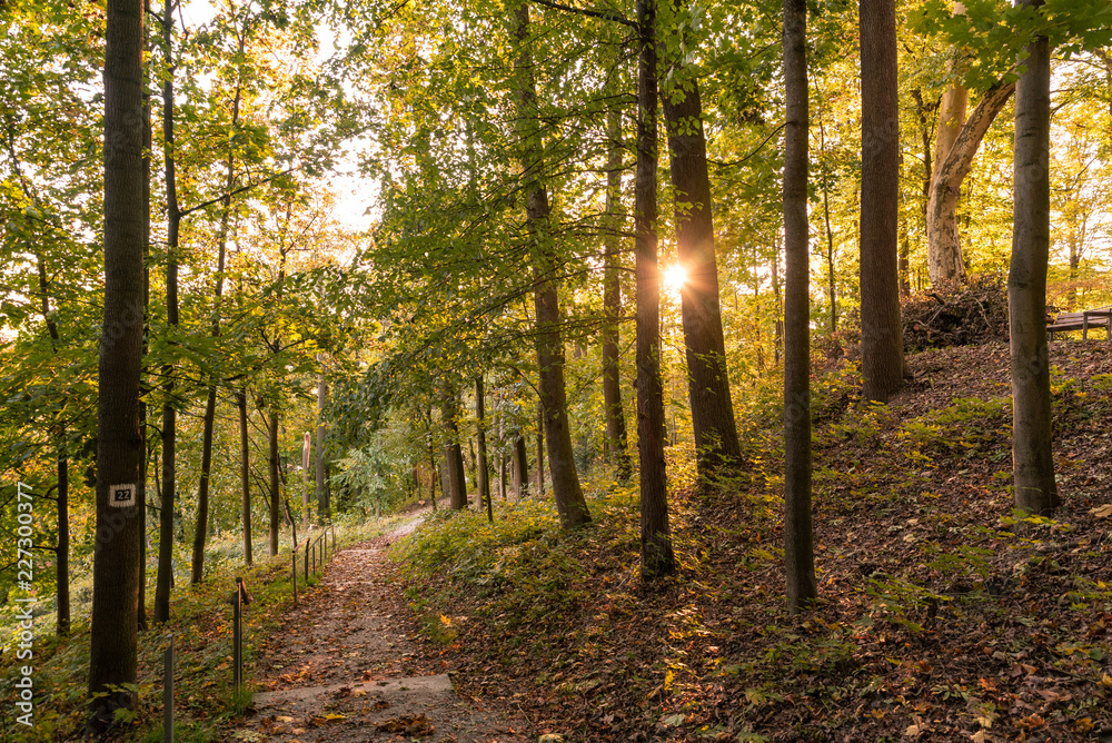 Fototapeta premium Bäume im Sonnenlicht