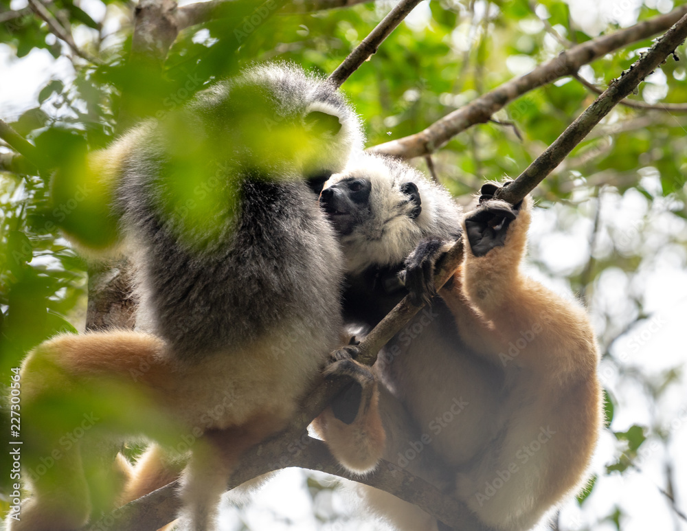 Fototapeta premium Lemur dancing, cute Diademed Sifaka Lemur in trees and nature. Madagascar animals wildlife, wild animal in Madagascar. Holiday tour in Andasibe, Isalo, Masoala, Marojejy National parks.