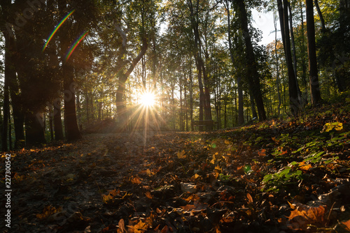 Fototapeta Naklejka Na Ścianę i Meble -  Waldstück mit Sonnenlicht