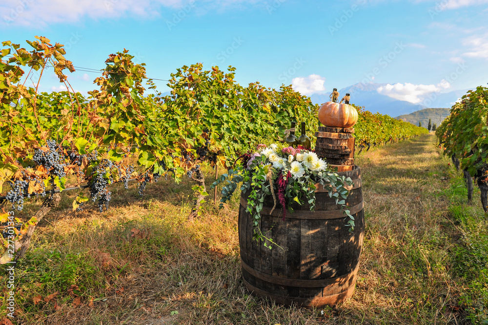 Still life between rows of vine with fruits, barrel of wine, grape, apple, pear and pumpkin