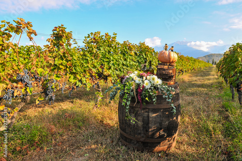 Obraz na płótnie Still life between rows of vine with fruits, barrel of wine, grape, apple, pear and pumpkin w salonie