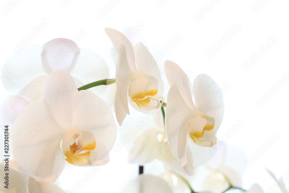 Closeup of a white orchid on white background
