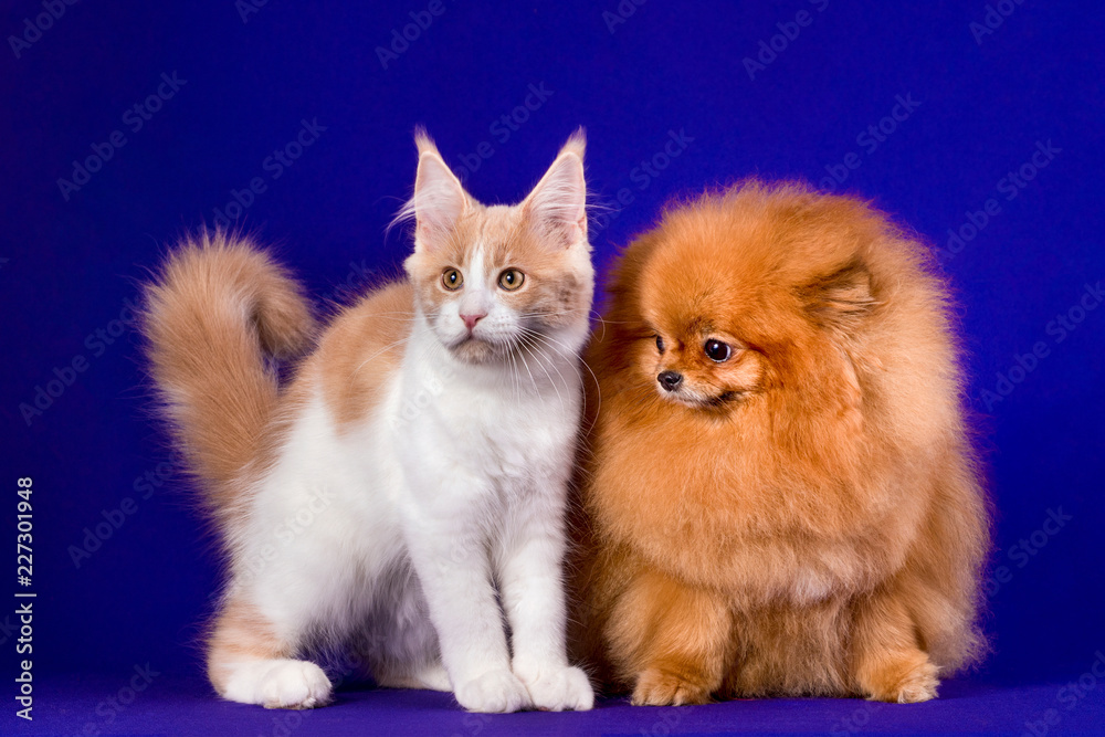 Maine coon kitten and Pomeranian dog best friends on blue background. Friendship. Maine coon kitten and Pomeranian dog best friends on blue background. Friendship.