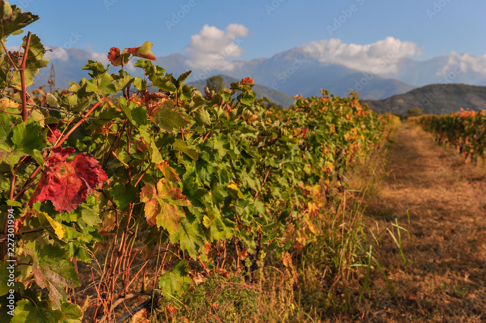Rows of vines near Kazbegi, Georgia 