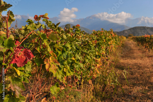 Rows of vines near Kazbegi, Georgia  © PROMA