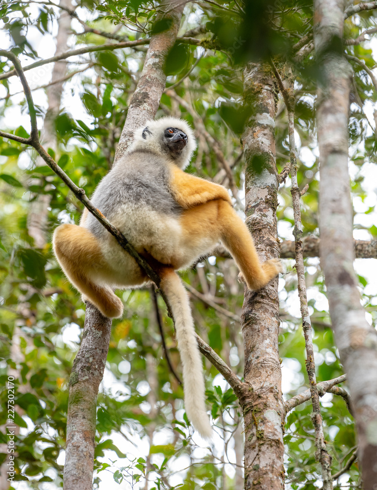Naklejka premium Lemur dancing, cute Diademed Sifaka Lemur in trees and nature. Madagascar animals wildlife, wild animal in Madagascar. Holiday tour in Andasibe, Isalo, Masoala, Marojejy National parks.