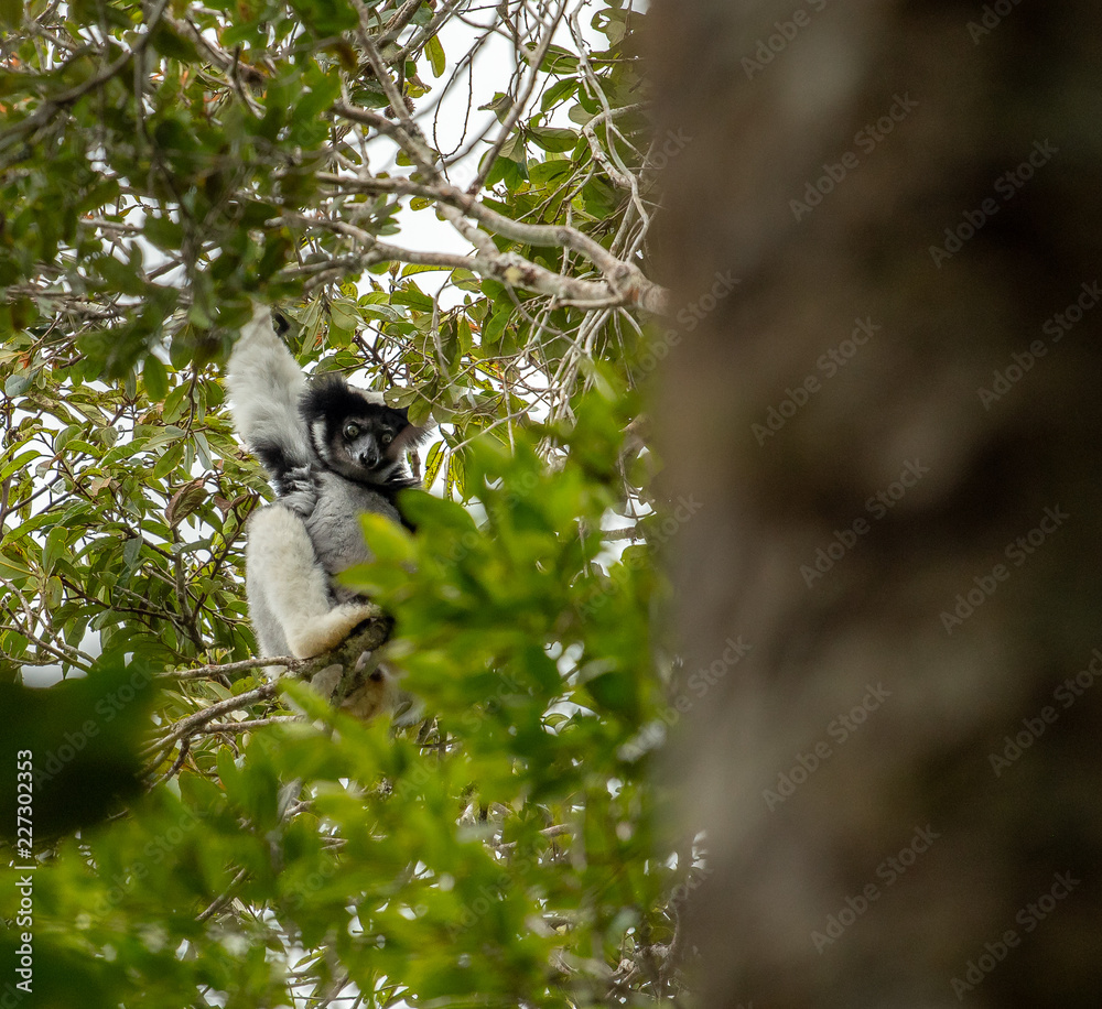 Indri Lemur in trees and nature. Madagascar animals wildlife, wild animal in Madagascar. Holiday tour in Andasibe, Isalo, Masoala, Marojejy National parks.