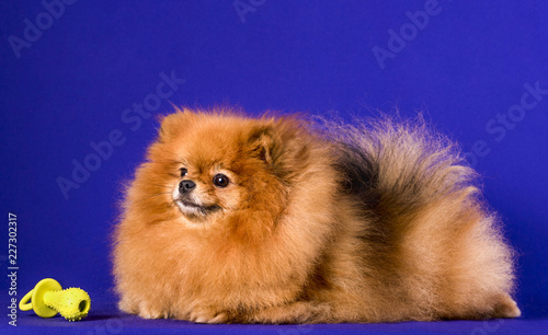 Lovely Pomeranian doggy on blue background. © Sergei