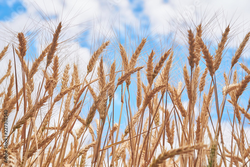 spikelets of wheat on a farm field, and blue sky