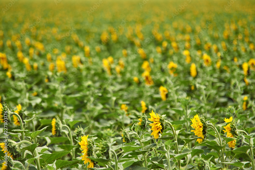 Flowering rows of sunflowers on a farm field