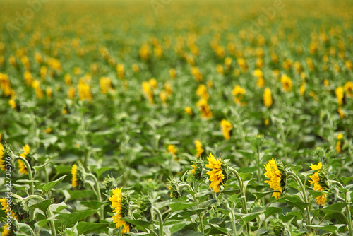 Flowering rows of sunflowers on a farm field