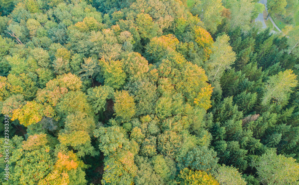 Naklejka premium Luftaufnahme von einem Misch Wald