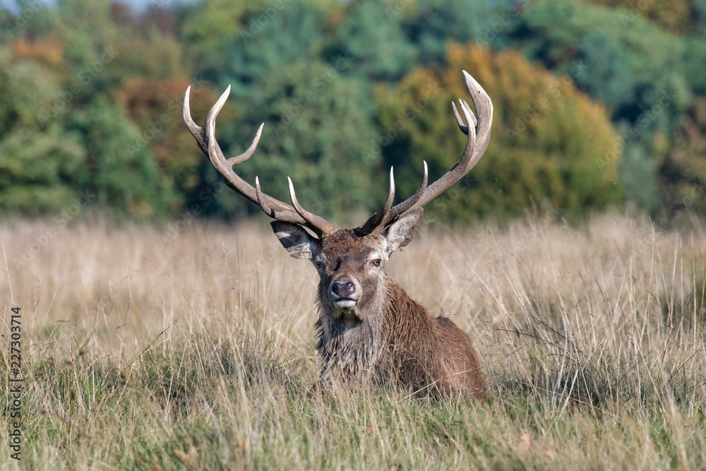 A close up of the head and antlers of a buck farrow deer. The portrait is a profile and the deer is looking left A close up of the head and antlers of a buck farrow deer. The portrait is a profile and the deer is looking left
