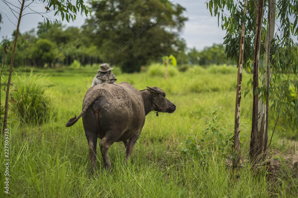 Fototapeta premium Farmer and buffalo in the field.