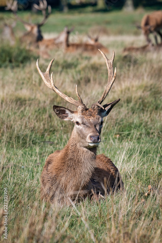 A close up of the head and antlers of a buck farrow deer. The portrait is a profile and the deer is looking left