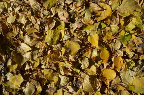 A carpet of autumn leaves contrasty