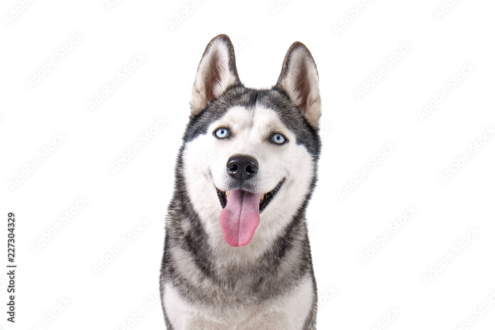 Portrait of young beautiful funny husky dog sitting with its tongue out on white isolated background. Smiling face of domestic pure bred dog with pointy ears. Close up, copy space.