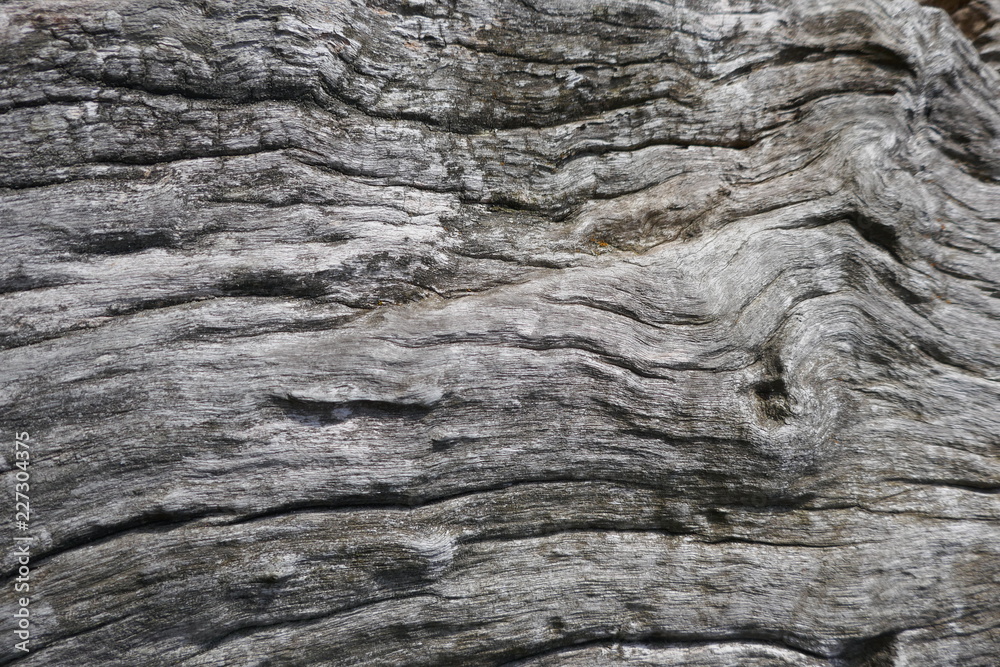 Wood, texture, gray, old, rustic, unedited. Close up, background Wood, texture, gray, old, rustic, unedited. Close up, background