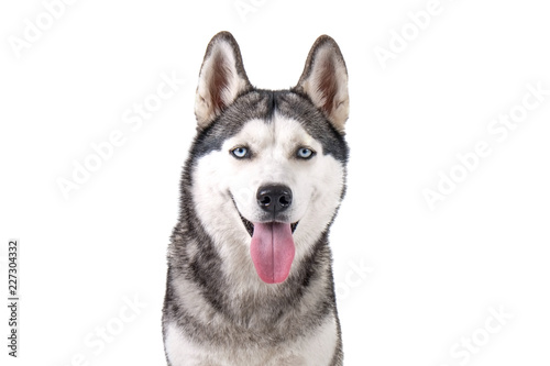 Portrait of young beautiful funny husky dog sitting with its tongue out on white isolated background. Smiling face of domestic pure bred dog with pointy ears. Close up  copy space.