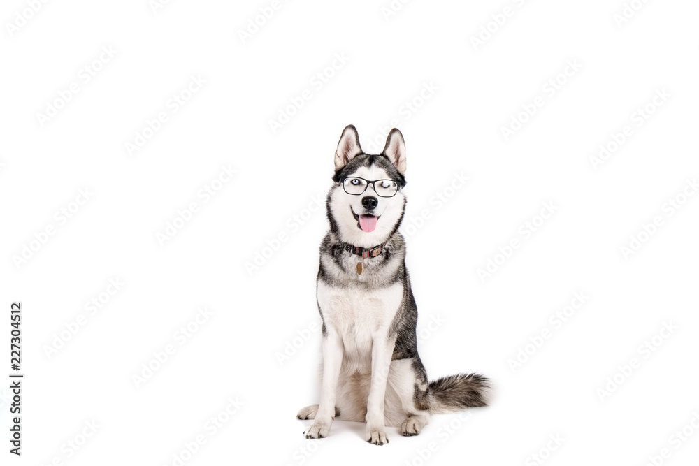 Fototapeta premium Smart dog concept. Portrait of young beautiful funny husky sitting with tongue out, wearing eyeglasses, white isolated background. Smiling face of domestic pet with pointy ears. Close up, copy space.