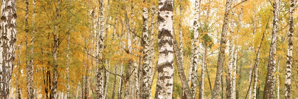 Obraz premium beautiful scene with birches in yellow autumn birch forest in october among other birches in birch grove