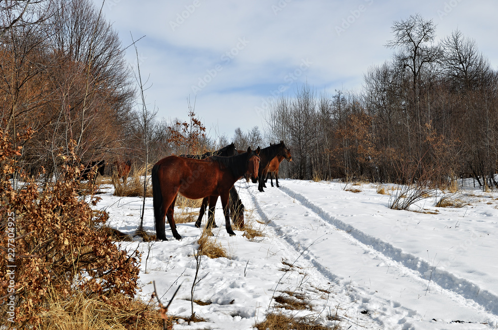 Horses in winter forest