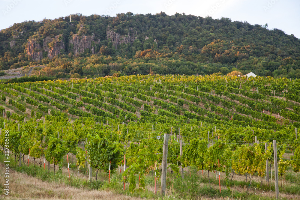 vineyards in Balaton highland, Badacsony mountain, Hungary