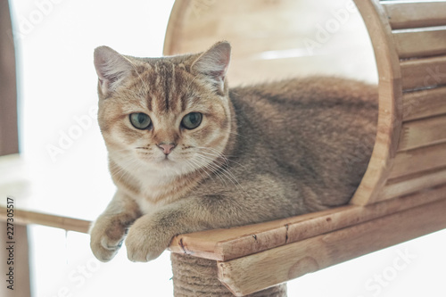 British shorthair cat on a cat tree
