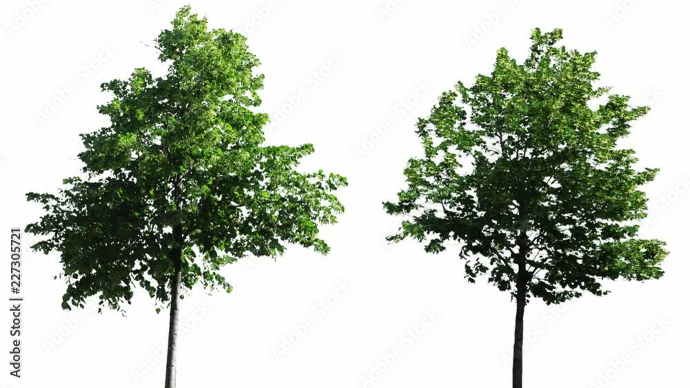 custom made wallpaper toronto digitalHigh quality 10bit footage of trees on the wind isolated on white background. Perfect for compositing. Made from 14bit RAW