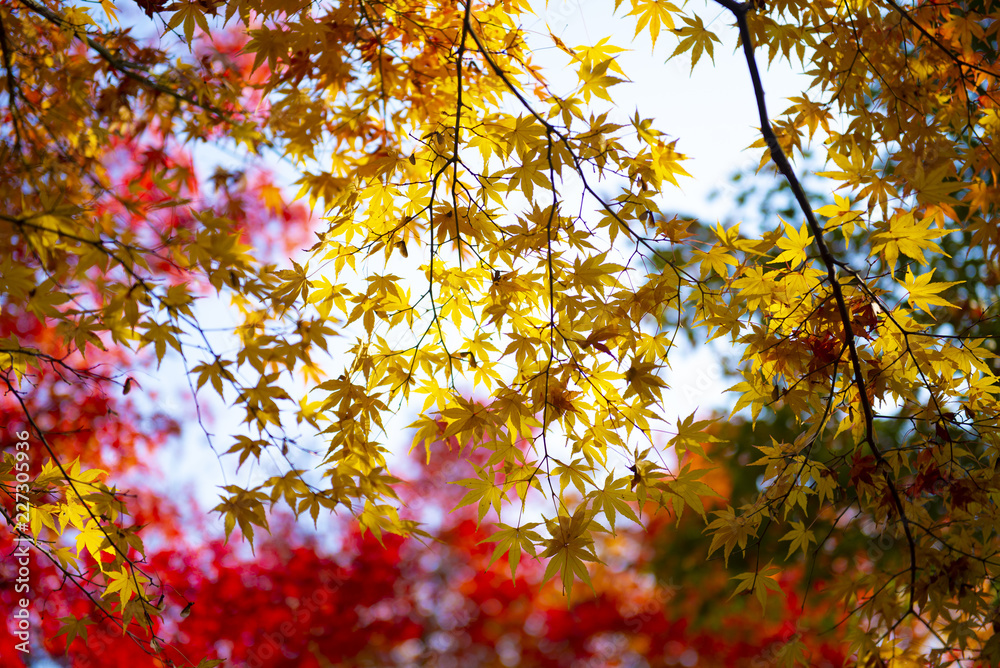 Autumn scene atmosphere in Kyoto, Japan.