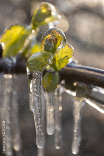 Protection du Chardonnay photo