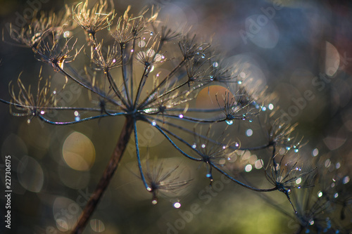 withered wild carrot with dewdrops against the light on a wonderful colorful boheh background photo