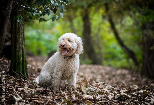 The Labradoodle